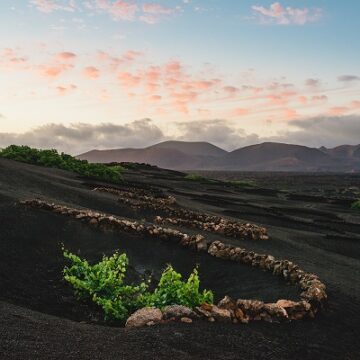 Medio millón de euros para evitar el abandono de tierras de cultivo en La Geria