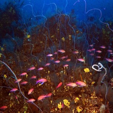 Descubierto un monte submarino al este de Lanzarote compuesto por tres volcanes