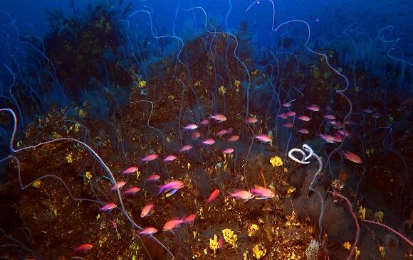 Descubierto un monte submarino al este de Lanzarote compuesto por tres volcanes